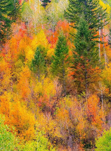 Gulin, Sylvia 아티스트의 USA-Idaho-Highway 36 west of Liberty and hillsides covered with Canyon Maple and Aspens in autumn작품입니다.